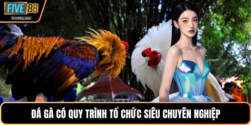 Đá gà có quy trình tổ chức siêu chuyên nghiệp